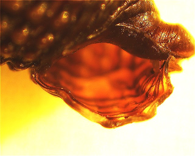 Identificazione di un Triphorinae